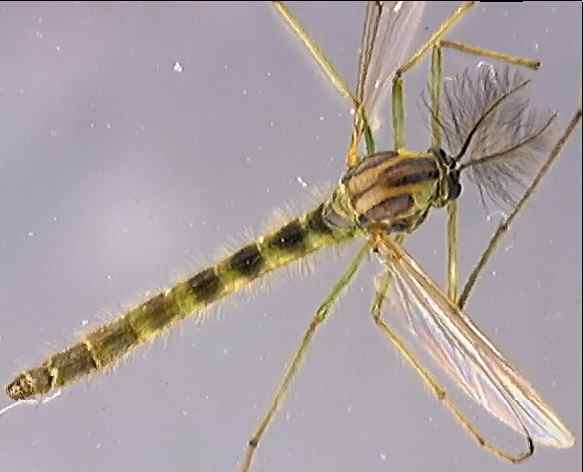 Chironomus dorsalis